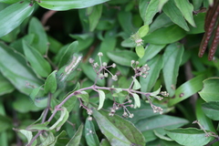 Tylophora fasciculata